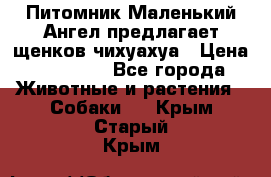 Питомник Маленький Ангел предлагает щенков чихуахуа › Цена ­ 10 000 - Все города Животные и растения » Собаки   . Крым,Старый Крым